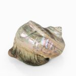 scrimshaw turban shell